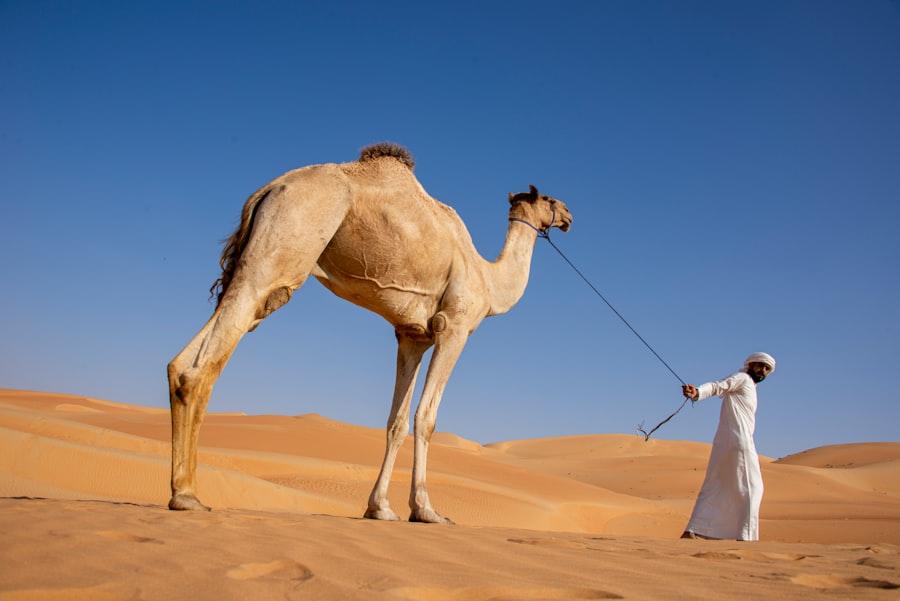 Photo Export Strategy to the Middle East 2025: Product Demand and Halal Regulations
Keyword: Export Strategy